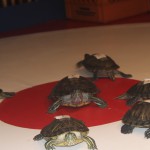 let-the-turtle-races-begin