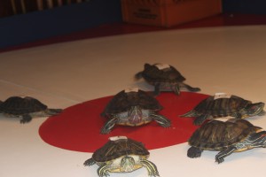 Let the Turtle Races Begin! Let the Turtle Races Begin!